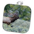 3dRose Rocky Pot Bugling Bull Elk Holder Mountain