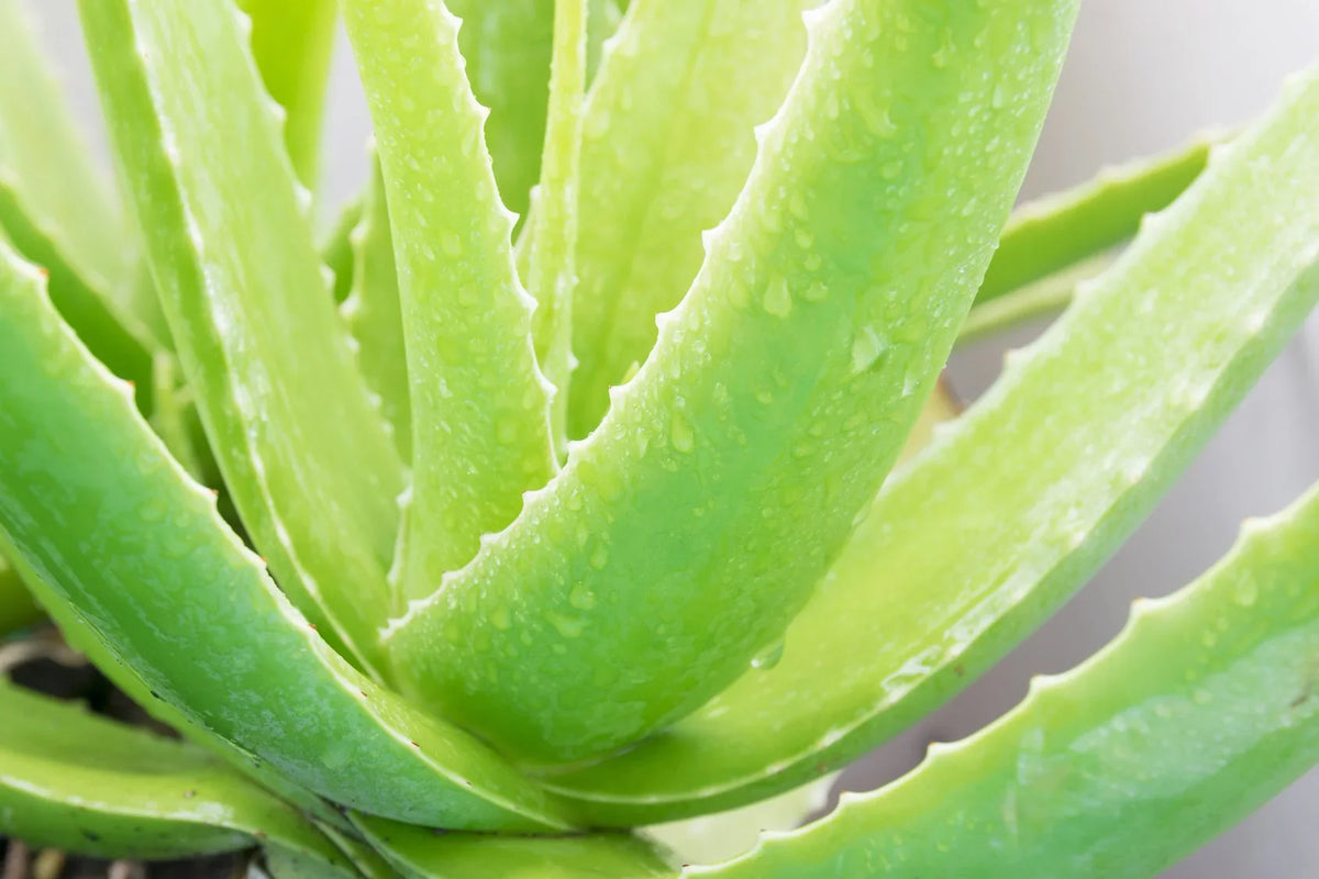Zprodx Anti-Aging Vera Aloe Collection - Skincare Gel