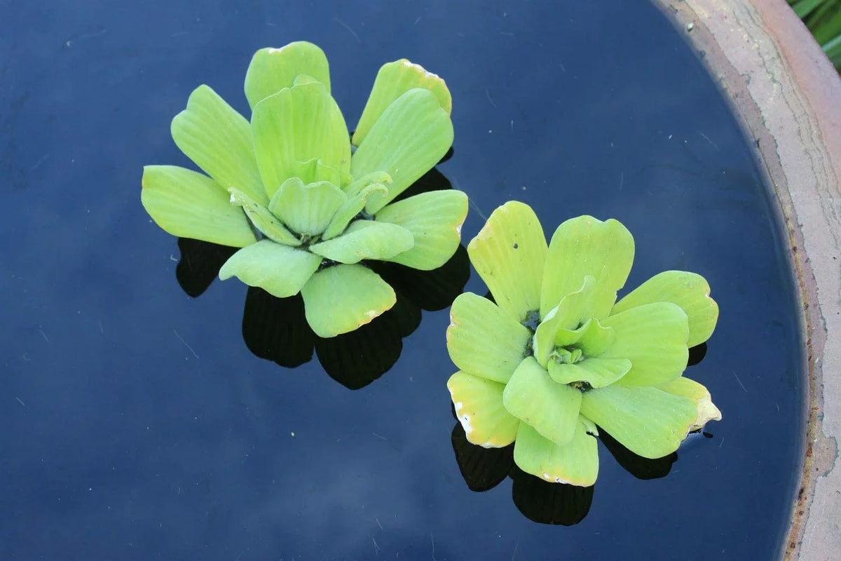 liquid Easy - Aquariums liquid and Premium Plants Pond 5 for Live Gardens Lettuce Floating