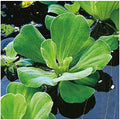 liquid Easy - Aquariums liquid and Premium Plants Pond 5 for Live Gardens Lettuce Floating